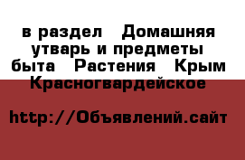  в раздел : Домашняя утварь и предметы быта » Растения . Крым,Красногвардейское